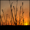 Prairie Stems at Sunset
