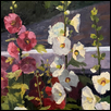 Hollyhocks