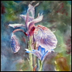 Iris Iris in the Wild