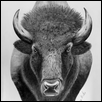 AMERICAN BISON -- Artist: Gregory Lee Size: 16" x 20" Medium: Graphite Price: $960.00