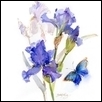 Botanical Blue Iris and Butterfly