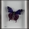 Purple Swallowtail