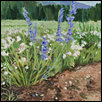 Rocky Mountain Wild flowers