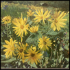 Field of Sunflowers