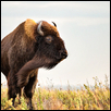 BISON AND KANSAS WIND -- Artist: Eric Dyck Size: 25" x 17" Medium: Photography Price: SOLD
