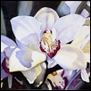 Orchid After Orchid