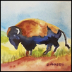 BUFFALO AT HOME -- Artist: Jean Jansen Size: 5" x 5" Medium: Watercolor Price: $150.00