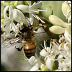 Bee Happy