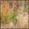 Shadow Valley Fall Grass