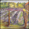 SPRING LAVENDER FIELD IN WISCONSIN -- Artist: Erlene E C Flowers Size: 12" x 12" Medium: Oil Price: $300.00