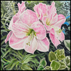 Pink Lilies
