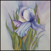Iris in watercolors