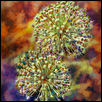 Alliums