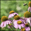 Bees and Coneflowers