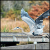 TAKING FLIGHT -- Artist: Wendy Delzeit Size: 12" x 8" Medium: Photography Price: $175.00