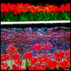 Kauffman Gardens Tulips