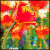 Tie-Dye Tulips