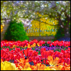 TULIP GARDEN -- Artist: Wendy Delzeit Size: 20" x 16" Medium: Digital Media Price: $450.00