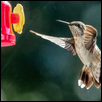 HUMMINGBIRD -- Artist: Wendy Delzeit Size: 12" x 8" Medium: Photography Price: $175.00