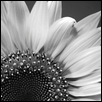 INFRARED SUNFLOWER -- Artist: Wendy Delzeit Size: 12" x 8" Medium: Photography Price: $175.00