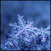 SNOWFLAKES ON MY SWETER -- Artist: Wendy Delzeit Size: 12" x 8" Medium: Photography Price: $175.00