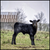 Spring on the Farm
