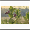 Prairie Morning II