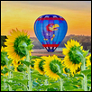 Jayhawks & Sunflowers