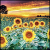 Sunflower Sunset Glory