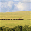 The Stampede Line