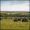 Anderson Ranch Pastur