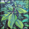 Pokeweed: August 2026