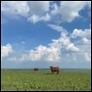 Cows and Clouds