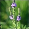 Prairie Wildflower