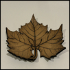 Sycamore Leaf