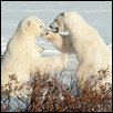 Sparing Polar Bears