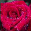 Raindrops on Roses