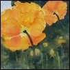 Orange Poppy