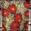 Cacti Fireworks Charmeuse Silk Scarf