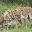 Lion Babysitters