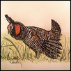 Prairie Chicken