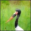 Agatha - Saddle-Billed Stork