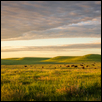 Golden Light On The Prairie