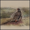 Flint Hills Pheasant