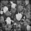 Monochrome Blooms
