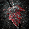 Embers of Autumn