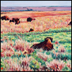 Tallgrass Prairie National Preserve-II