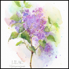 Lilac, botanical illustration