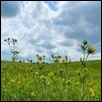 Silphium