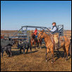 ellis-Sorting cows and calves in the Flint Hills